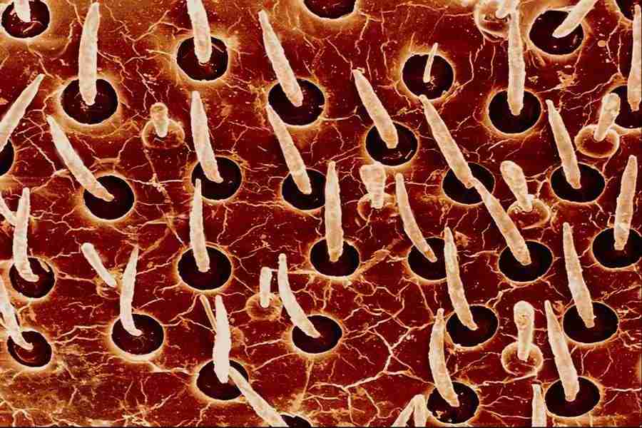 Microscopic Images - Corel Professional Photos ></a>
<script language=JavaScript> 
  var txt = 