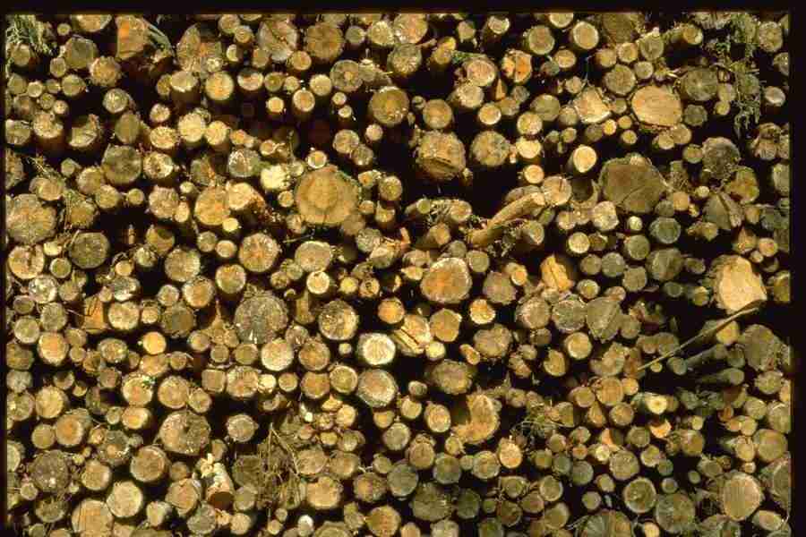 Natures Textures - Corel Professional Photos ></a>
<script language=JavaScript> 
  var txt = 