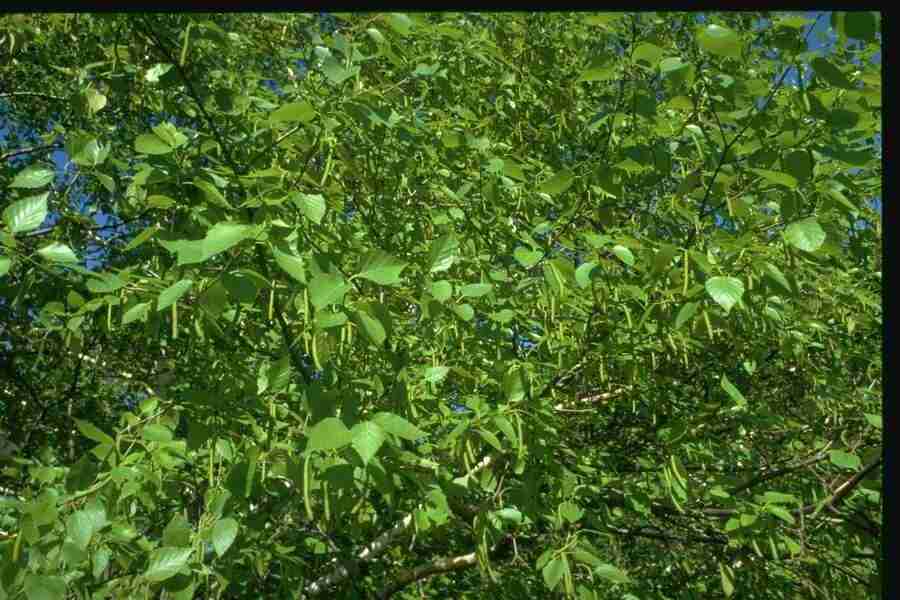 Natures Textures - Corel Professional Photos ></a>
<script language=JavaScript> 
  var txt = 