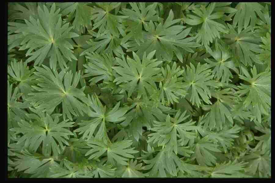 Natures Textures - Corel Professional Photos ></a>
<script language=JavaScript> 
  var txt = 