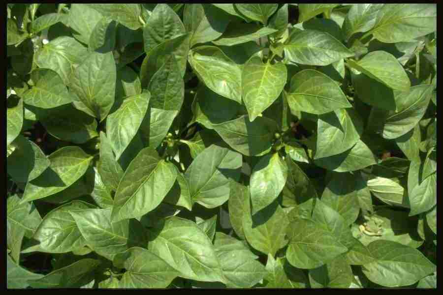 Natures Textures - Corel Professional Photos ></a>
<script language=JavaScript> 
  var txt = 