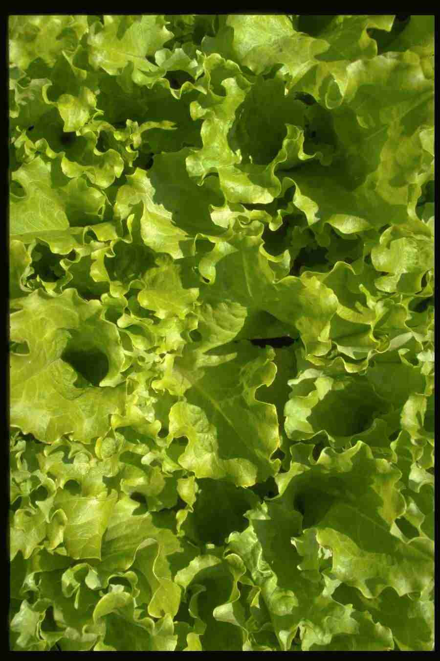 Natures Textures - Corel Professional Photos ></a>
<script language=JavaScript> 
  var txt = 