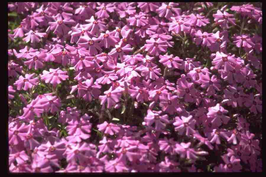 Natures Textures - Corel Professional Photos ></a>
<script language=JavaScript> 
  var txt = 