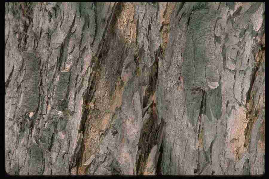 Natures Textures - Corel Professional Photos ></a>
<script language=JavaScript> 
  var txt = 