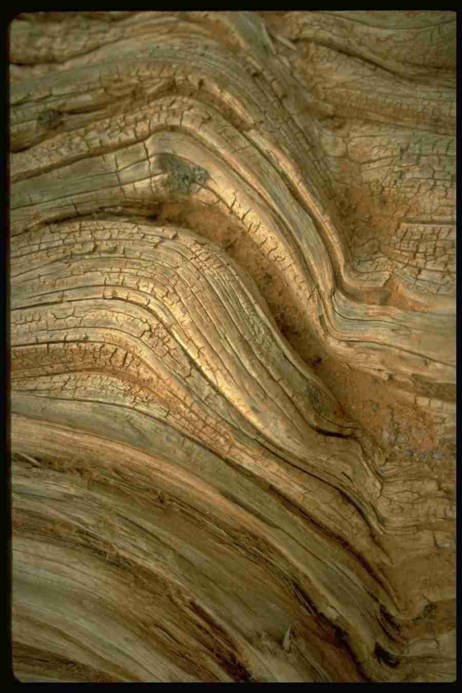 Natures Textures - Corel Professional Photos ></a>
<script language=JavaScript> 
  var txt = 