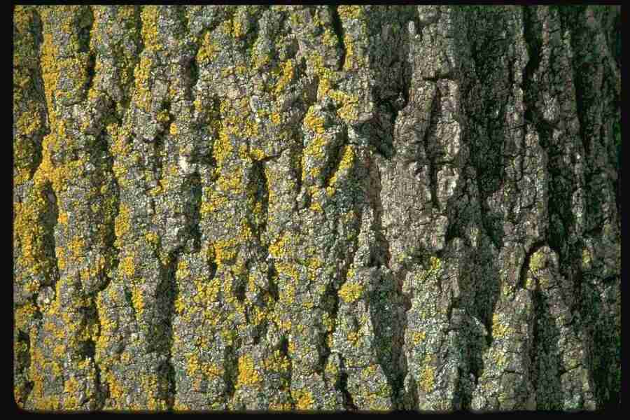 Natures Textures - Corel Professional Photos ></a>
<script language=JavaScript> 
  var txt = 