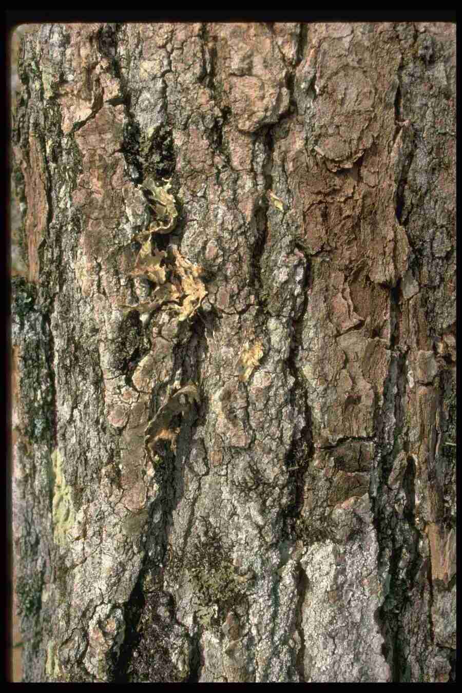 Natures Textures - Corel Professional Photos ></a>
<script language=JavaScript> 
  var txt = 