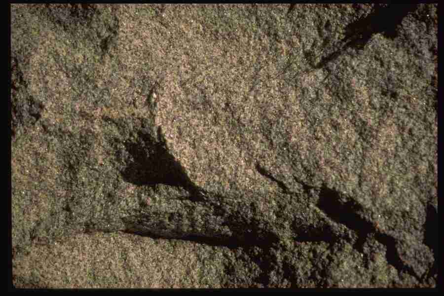 Natures Textures - Corel Professional Photos ></a>
<script language=JavaScript> 
  var txt = 