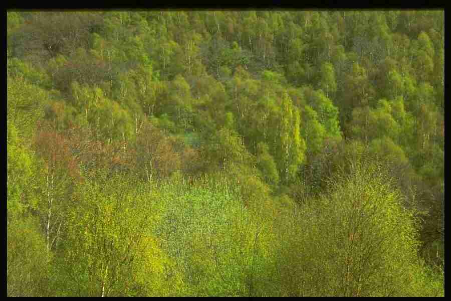 Natures Textures - Corel Professional Photos ></a>
<script language=JavaScript> 
  var txt = 