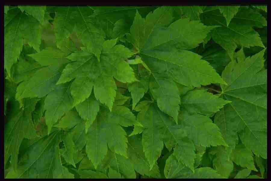 Natures Textures - Corel Professional Photos ></a>
<script language=JavaScript> 
  var txt = 