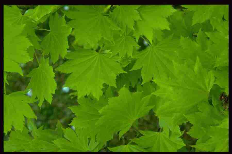 Natures Textures - Corel Professional Photos ></a>
<script language=JavaScript> 
  var txt = 