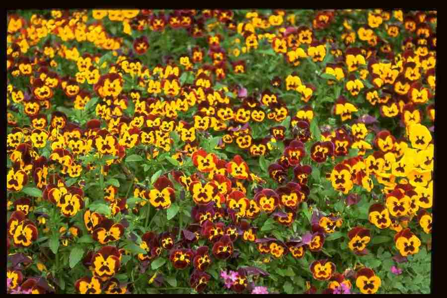 Natures Textures - Corel Professional Photos ></a>
<script language=JavaScript> 
  var txt = 