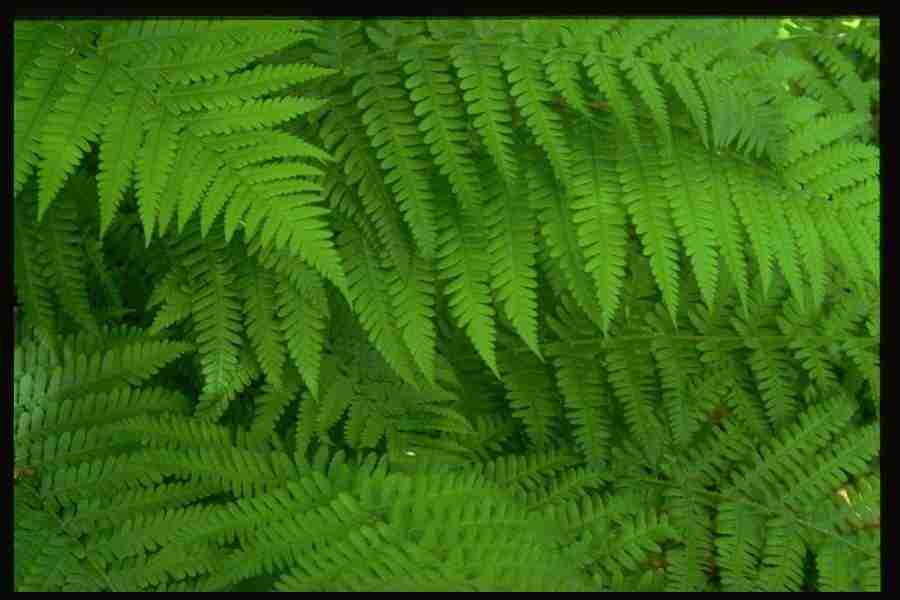 Natures Textures - Corel Professional Photos ></a>
<script language=JavaScript> 
  var txt = 