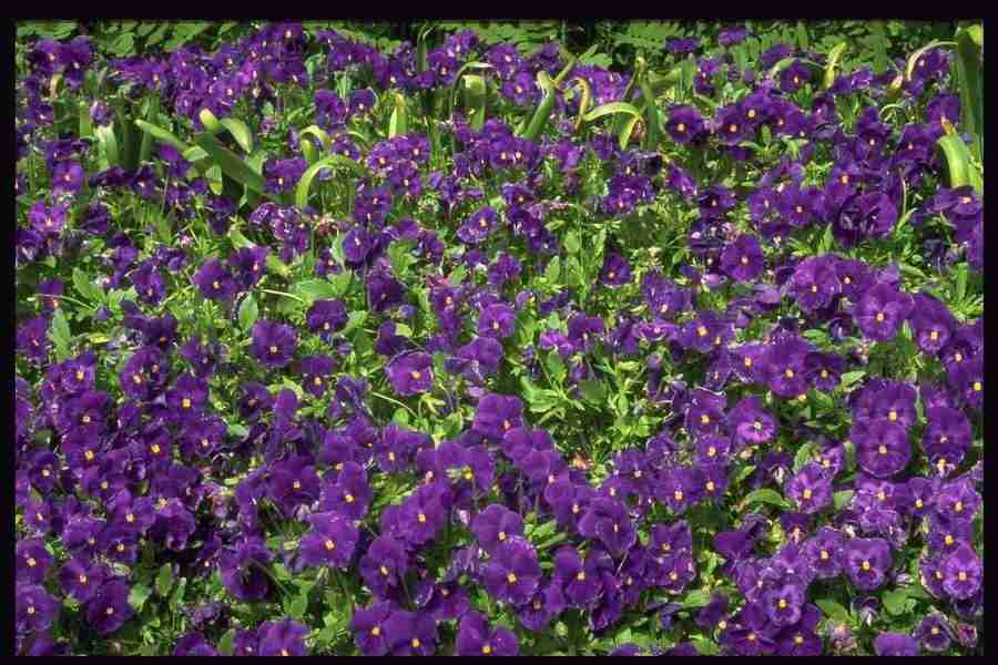 Natures Textures - Corel Professional Photos ></a>
<script language=JavaScript> 
  var txt = 