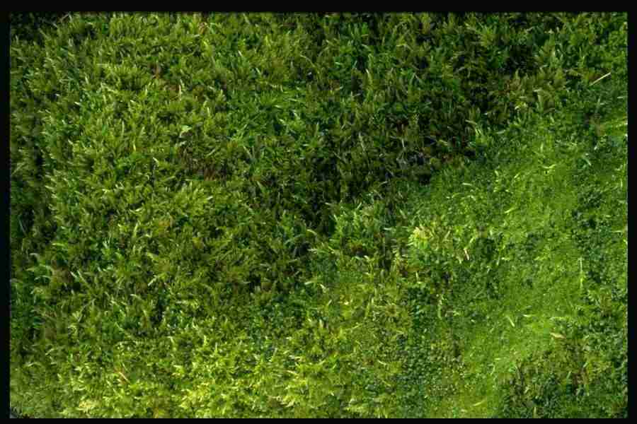 Natures Textures - Corel Professional Photos ></a>
<script language=JavaScript> 
  var txt = 