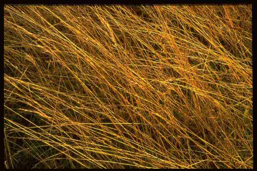 Natures Textures - Corel Professional Photos ></a>
<script language=JavaScript> 
  var txt = 