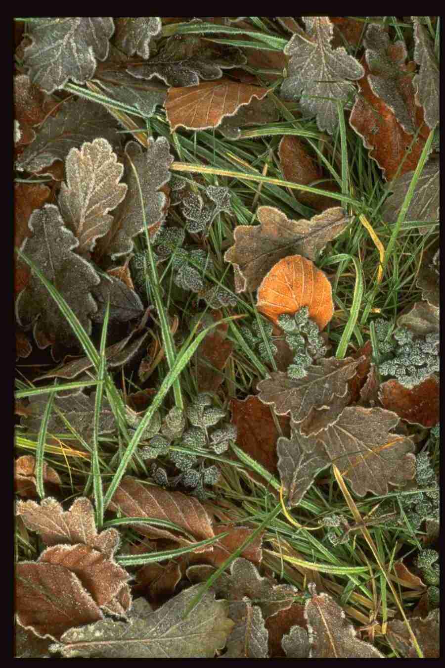 Natures Textures - Corel Professional Photos ></a>
<script language=JavaScript> 
  var txt = 