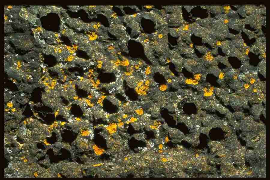 Natures Textures - Corel Professional Photos ></a>
<script language=JavaScript> 
  var txt = 