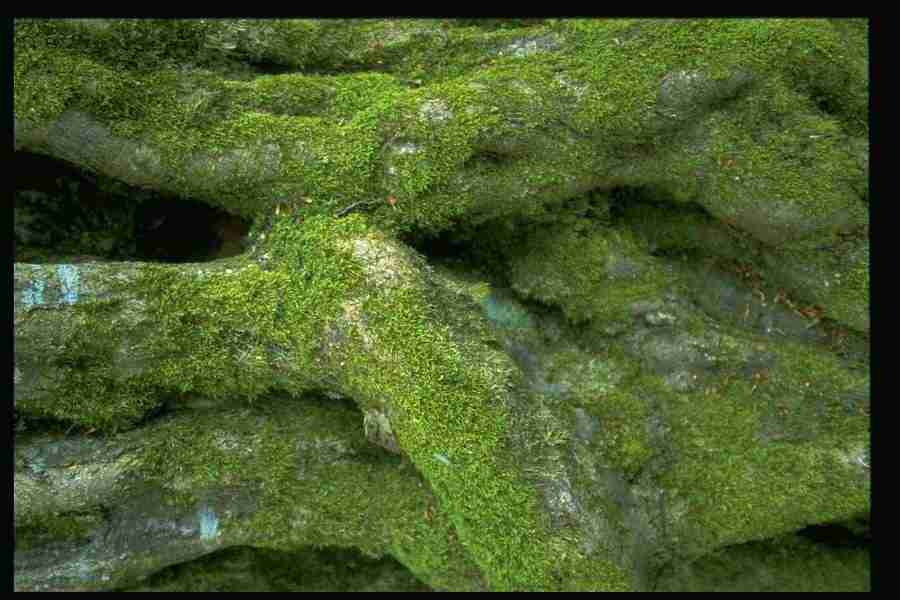 Natures Textures - Corel Professional Photos ></a>
<script language=JavaScript> 
  var txt = 