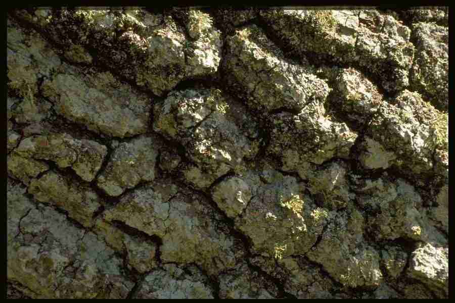 Natures Textures - Corel Professional Photos ></a>
<script language=JavaScript> 
  var txt = 