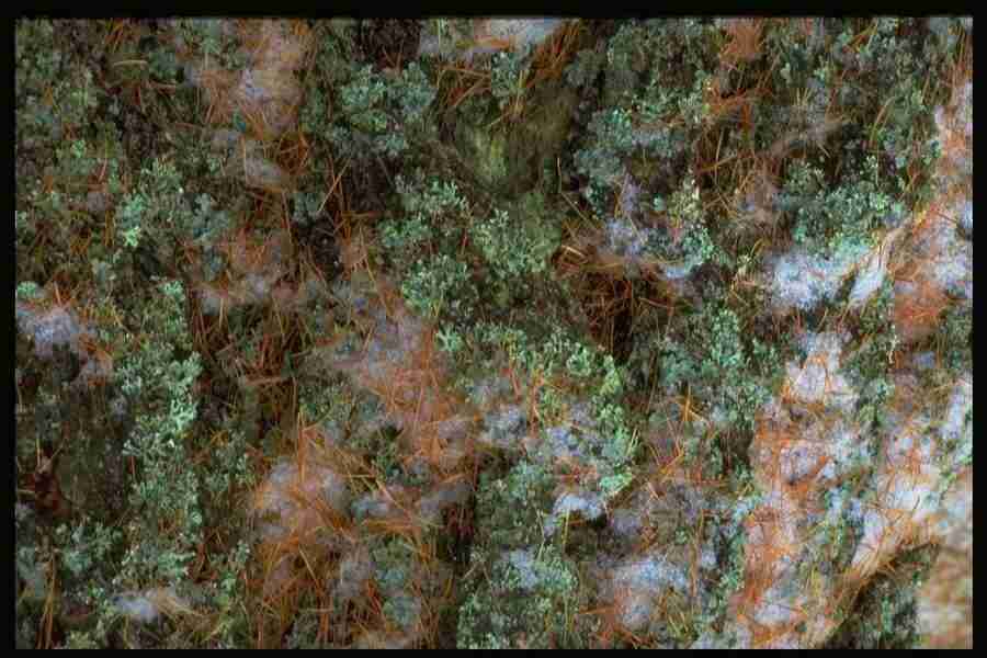 Natures Textures - Corel Professional Photos ></a>
<script language=JavaScript> 
  var txt = 