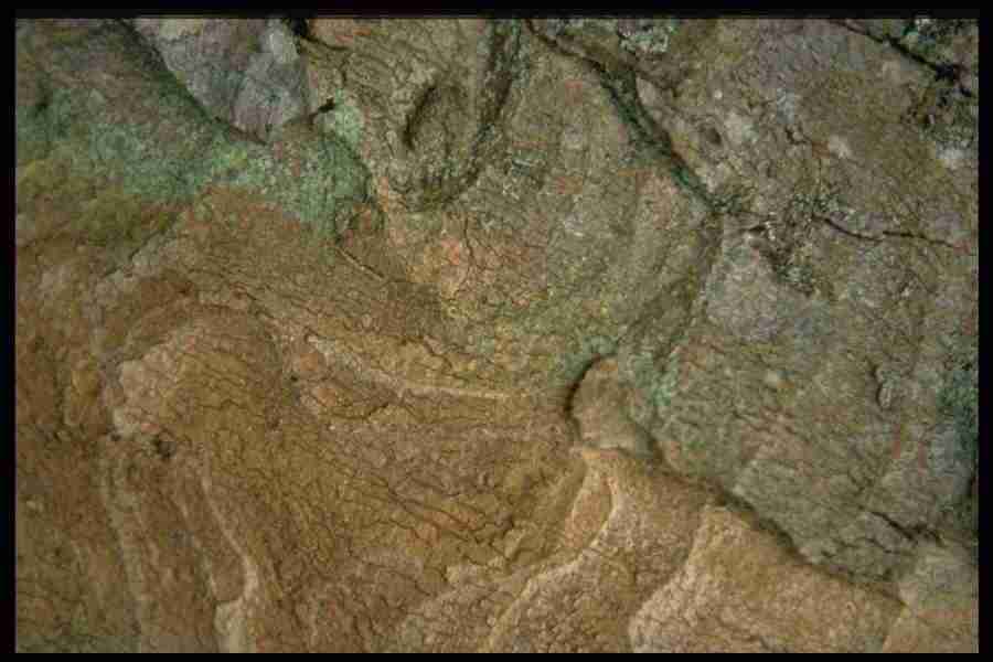 Natures Textures - Corel Professional Photos ></a>
<script language=JavaScript> 
  var txt = 