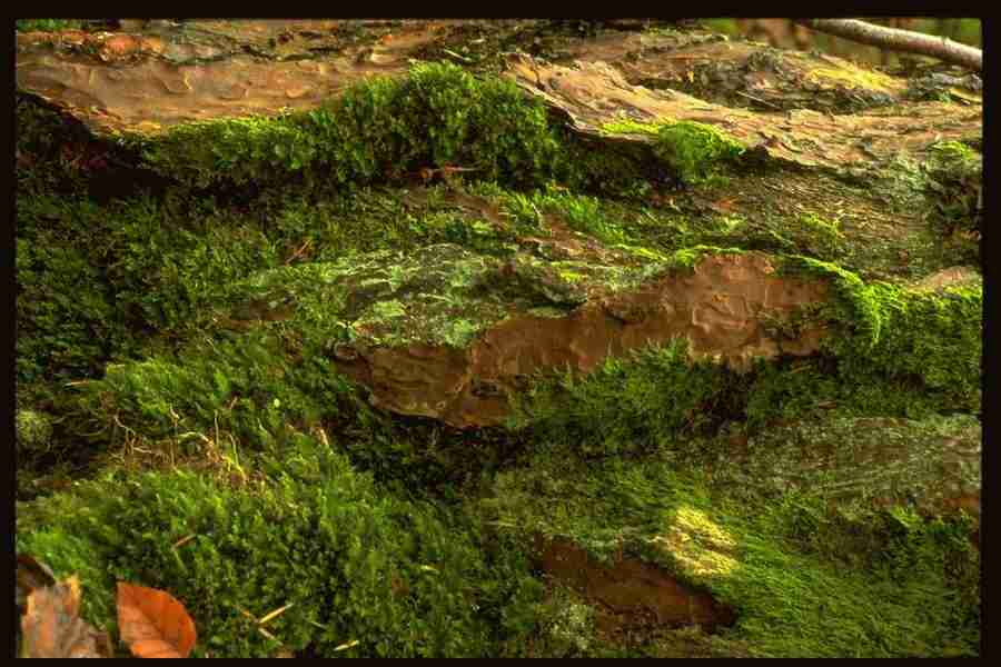 Natures Textures - Corel Professional Photos ></a>
<script language=JavaScript> 
  var txt = 