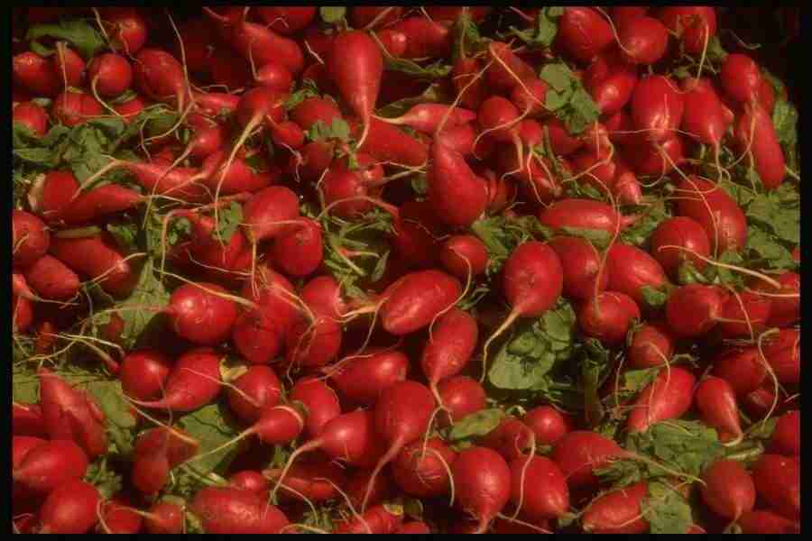 Natures Textures - Corel Professional Photos ></a>
<script language=JavaScript> 
  var txt = 