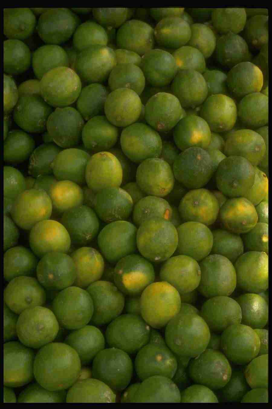 Natures Textures - Corel Professional Photos ></a>
<script language=JavaScript> 
  var txt = 