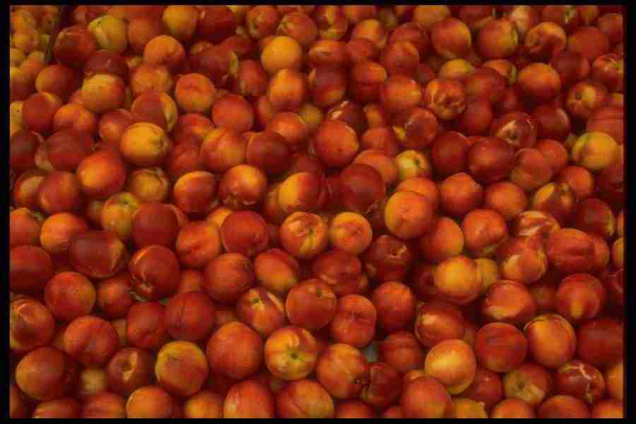 Natures Textures - Corel Professional Photos ></a>
<script language=JavaScript> 
  var txt = 