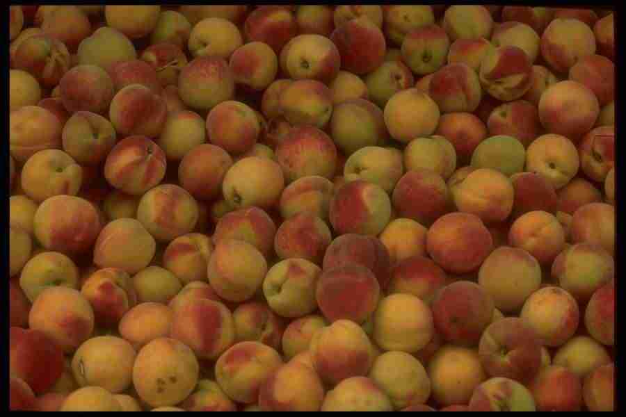 Natures Textures - Corel Professional Photos ></a>
<script language=JavaScript> 
  var txt = 