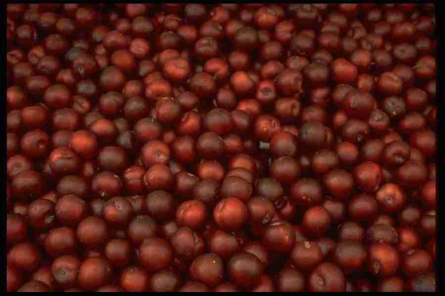 Natures Textures - Corel Professional Photos ></a>
<script language=JavaScript> 
  var txt = 