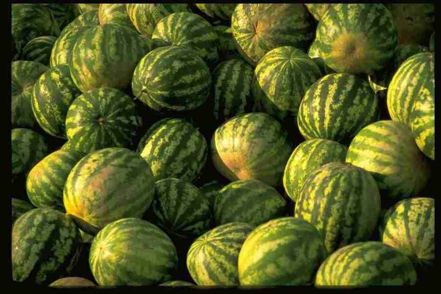 Natures Textures - Corel Professional Photos ></a>
<script language=JavaScript> 
  var txt = 