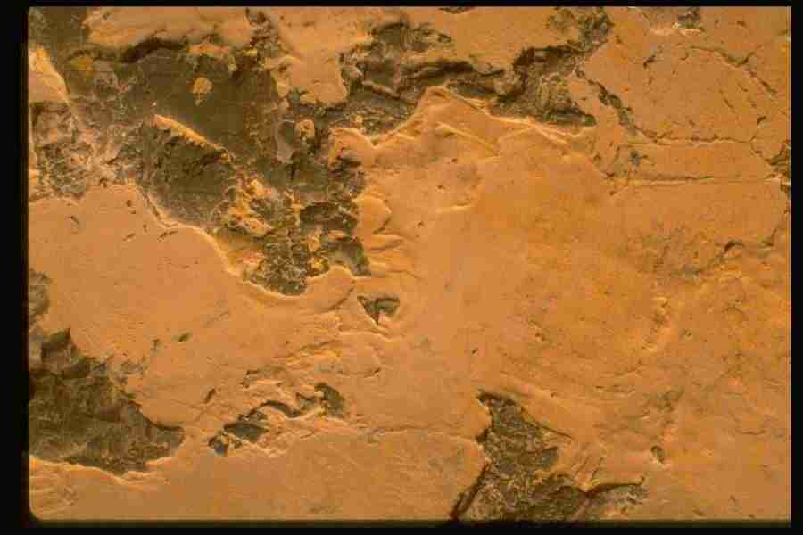 Natures Textures - Corel Professional Photos ></a>
<script language=JavaScript> 
  var txt = 