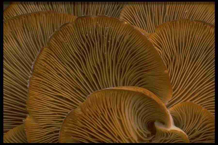 Natures Textures - Corel Professional Photos ></a>
<script language=JavaScript> 
  var txt = 