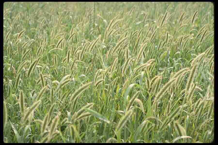 Natures Textures - Corel Professional Photos ></a>
<script language=JavaScript> 
  var txt = 