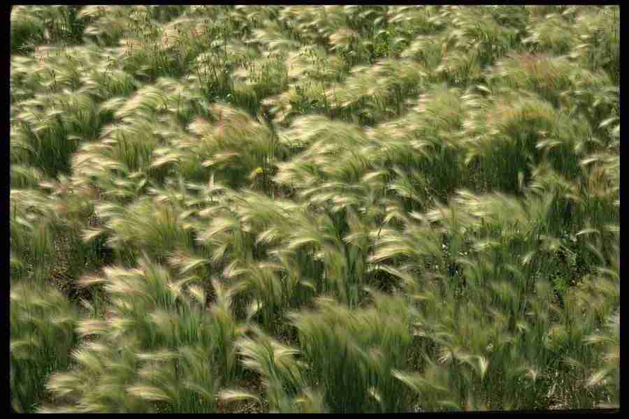 Natures Textures - Corel Professional Photos ></a>
<script language=JavaScript> 
  var txt = 