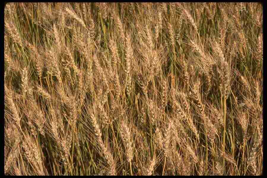 Natures Textures - Corel Professional Photos ></a>
<script language=JavaScript> 
  var txt = 