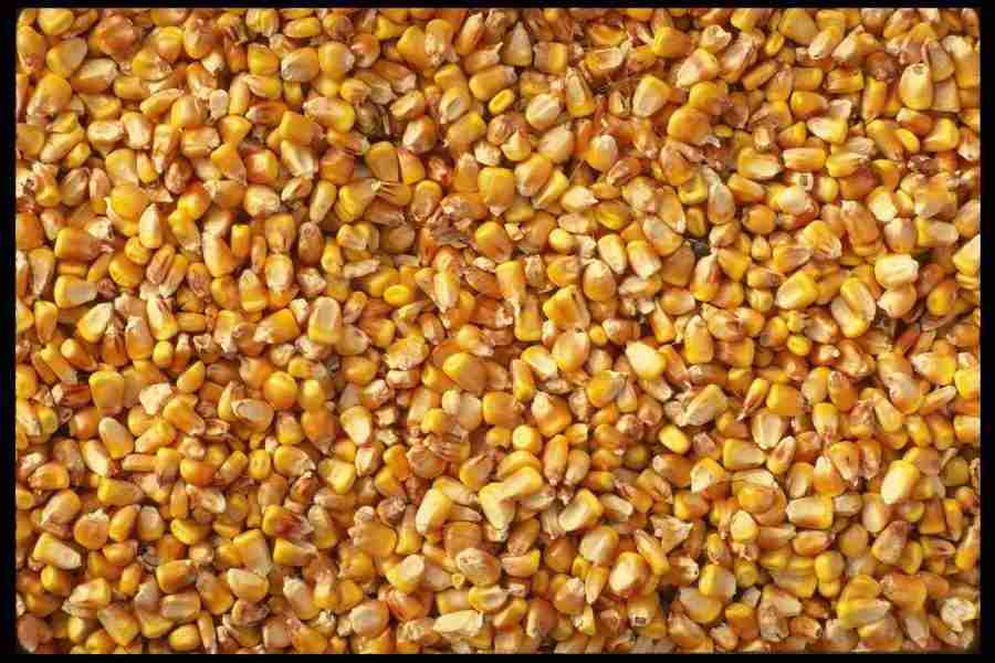 Natures Textures - Corel Professional Photos ></a>
<script language=JavaScript> 
  var txt = 