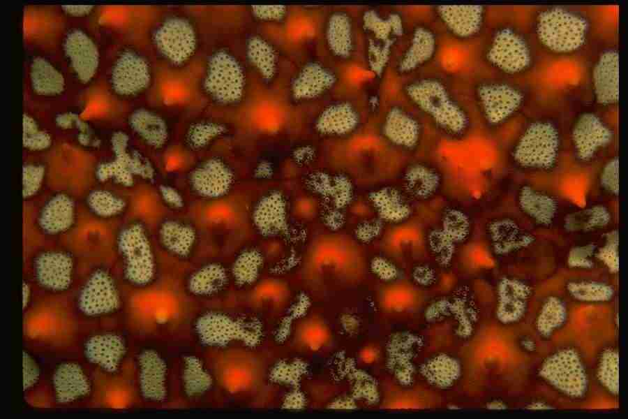 Natures Textures - Corel Professional Photos ></a>
<script language=JavaScript> 
  var txt = 