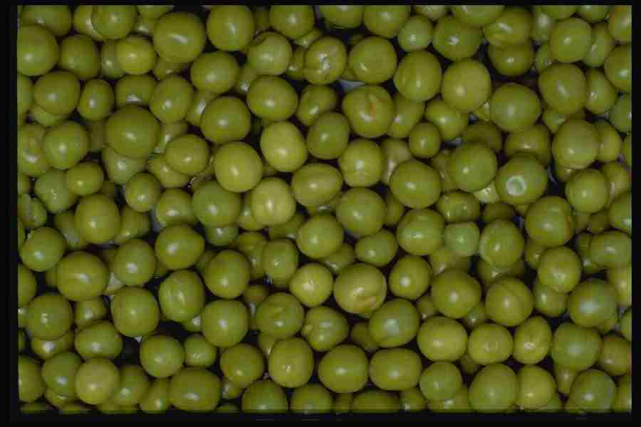 Natures Textures - Corel Professional Photos ></a>
<script language=JavaScript> 
  var txt = 