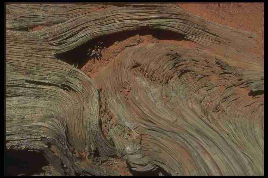 Natures Textures - Corel Professional Photos ></a>
<script language=JavaScript> 
  var txt = 