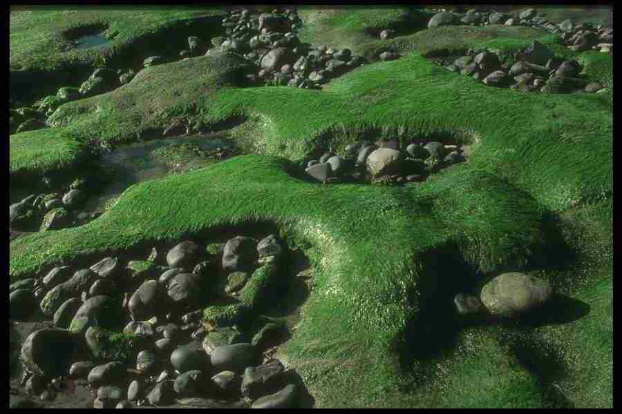 Natures Textures - Corel Professional Photos ></a>
<script language=JavaScript> 
  var txt = 