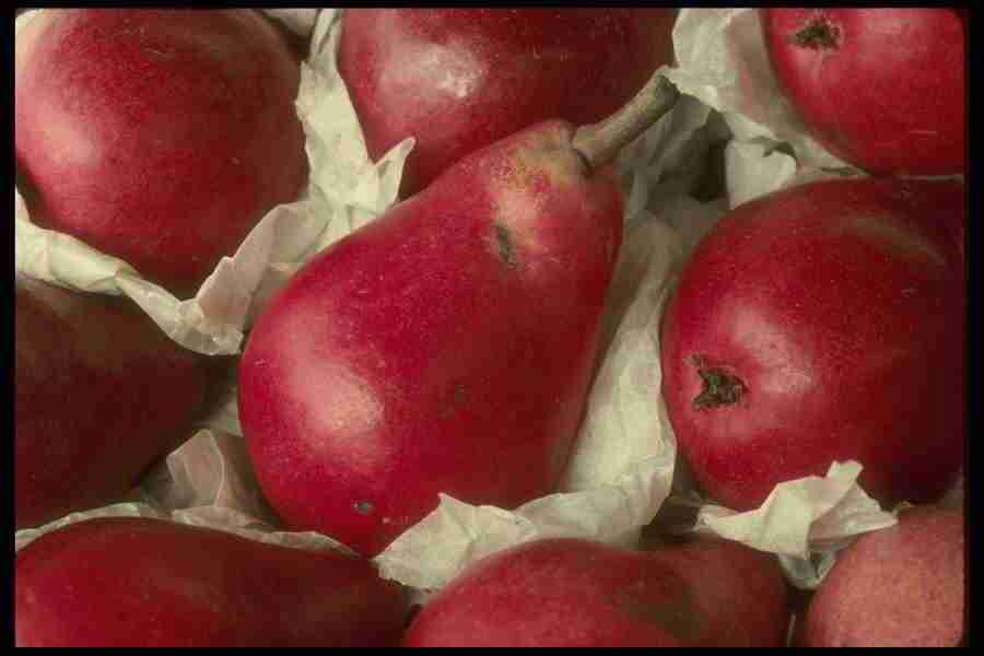 Natures Textures - Corel Professional Photos ></a>
<script language=JavaScript> 
  var txt = 