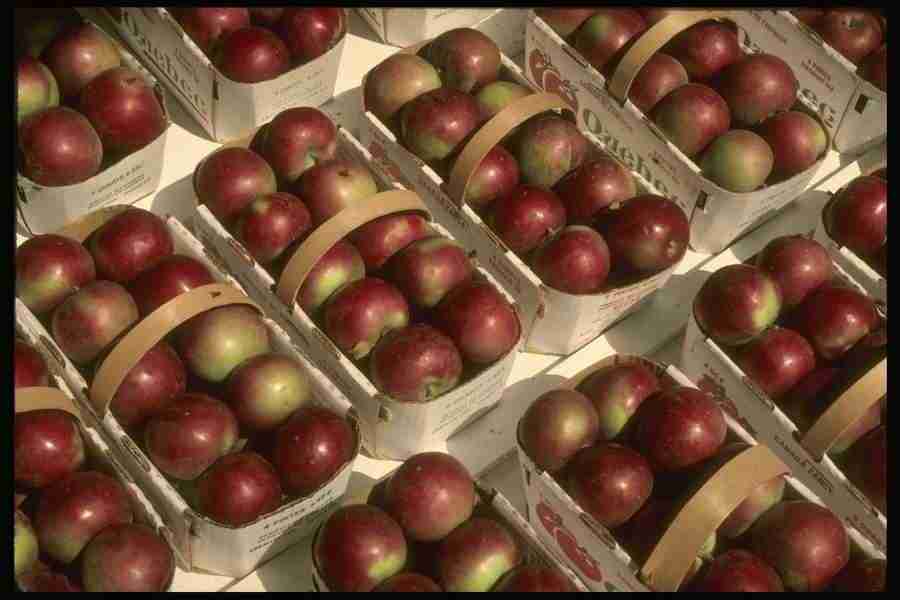 Natures Textures - Corel Professional Photos ></a>
<script language=JavaScript> 
  var txt = 