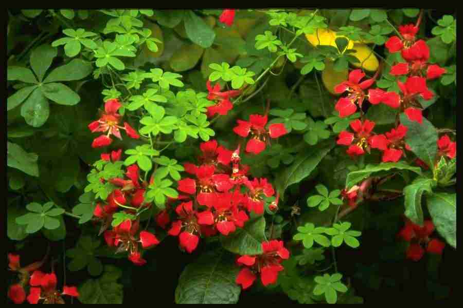 Natures Textures - Corel Professional Photos ></a>
<script language=JavaScript> 
  var txt = 