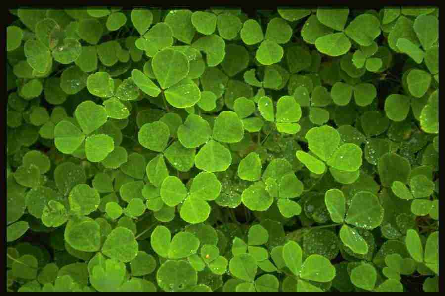 Natures Textures - Corel Professional Photos ></a>
<script language=JavaScript> 
  var txt = 