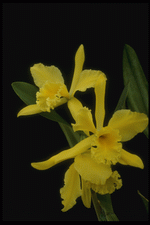 Corel Professional Photos: Orchids of the World 