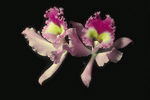 Corel Professional Photos: Orchids of the World 