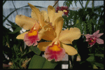 Corel Professional Photos: Orchids of the World 